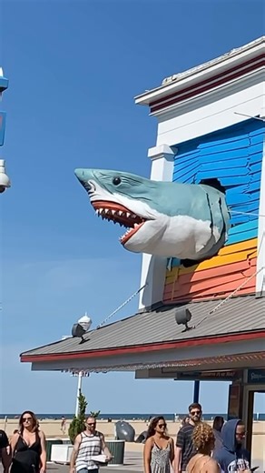 221K views · 194 reactions | Happy Shark Week! 麗 Splash into Ripley’s Believe It or Not! Ocean City with all-new galleries and exhibits... including a hidden surprise! 狼 Can you find the secret room?麗 . . . #Ripleys #BION #RipleysBION #History #VisitRipleys #RipleysOceanCity #OceanCity #SharkWeek #Sharks | Ripley's Believe It or Not! | Facebook