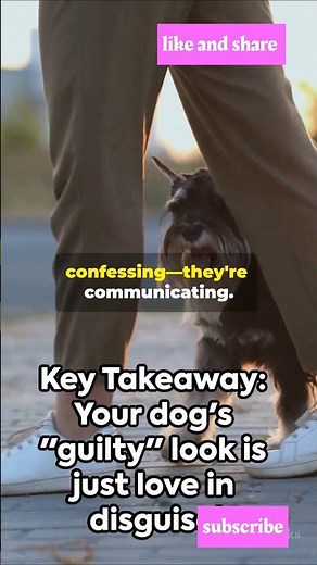 Dog Guilt EXPOSED: Science Reveals the Truth! #facts