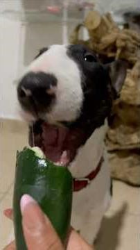 * El crunch más satisfactorio 🥒🐶 | ASMR con mi bull terrier#asmr #relajación #youtubeshorts