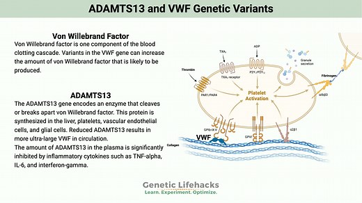 ADAMTS13 and VWF Genetic Variants: blood clots and thrombocytopenia