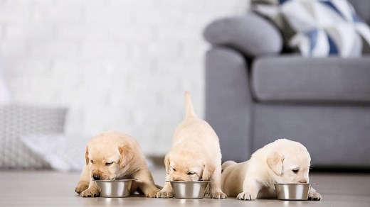 The Best Puppy Feeding Schedules by Age, According to the Experts