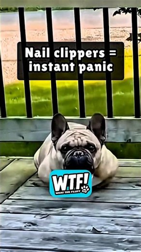Dogs Freaking Out Over Nail Cutting 😂 Funny Compilation