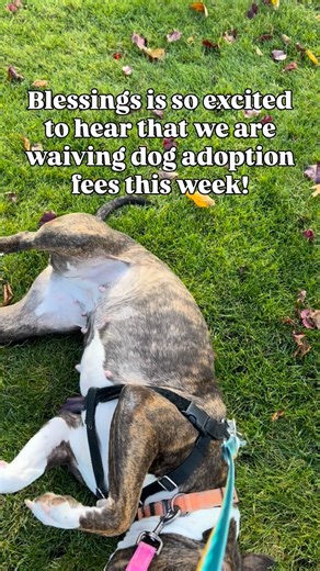 Blessings is available for adoption and she has been waiting quite a while! Adoption fees for adult dogs are waived until Sunday 12/14 so let’s show Blessings that there’s snow place like home! Northeast Animal Shelter (NEAS) 📍347 Highland Avenue, Salem Hours: Open 11:30-5 Daily | MSPCA-Angell