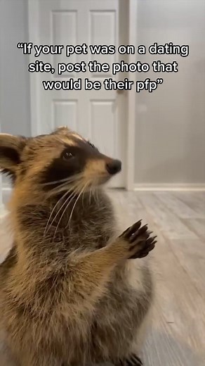 Adorable Raccoons of TikTok: Meet Tito the Raccoon