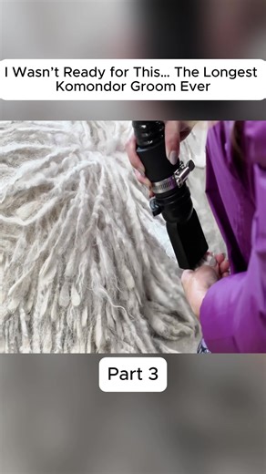 Caring for Your Komondor: Grooming Tips and Tricks