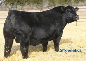 Maternal power bull who leads the breed for HP, Feet, and $M⚡ PROLIFIC is an exciting, powerful sire from Ellingson Angus enriched with a tremendous maternal heritage. He lands in the top 1% of the Angus breed for Claw, Angle and $M, top 2% for $C and WW, top 4% for YW and CW, and top 5% for HP. PROLIFIC is an outcross to most high $C cattle and possesses flawless foot shape, extra heel depth, loads of muscle and depth of body. He's backed by a perfect uddered dam with superior foot quality, exc