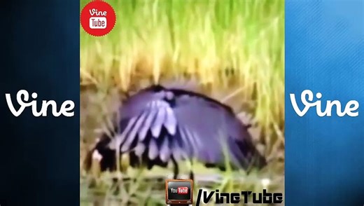 Animal Voice Over Vine Compilation Funny Lip Reading HD ★★★