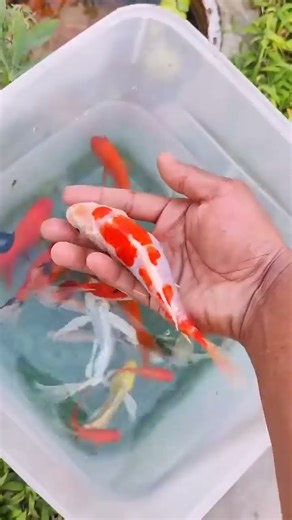 Amazing Catch Colorful Baby Turtles In Eggs After Storm, #fish #fishing #goldfish #fishcatching