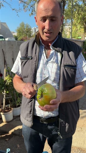 Dedemde kalma ara tohumunda yetiştirdiğim organik domateslerimiz!