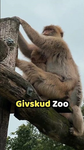 Why Zootopia Had 2 Names