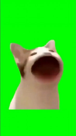 Pop Cat Meme (Green Screen) - Chroma Key #shorts