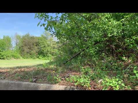 Sunny Afternoon Field Ambience