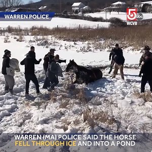 67K views · 866 reactions | First responders, the highway department and bystanders all came together to help rescue a horse from freezing water after it fell through ice. | WCVB Channel 5 Boston | Facebook