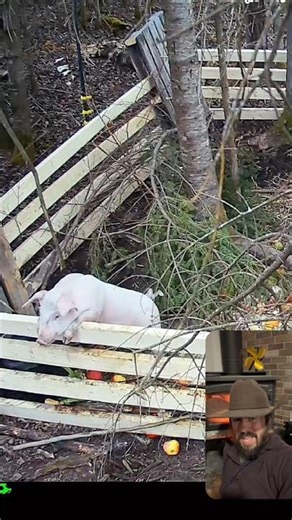 Wait.. pigs can climb fences?!