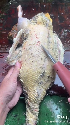 frog cutting in other countries #frog #frogfun #shorts #youtubeshorts #cuttingskills