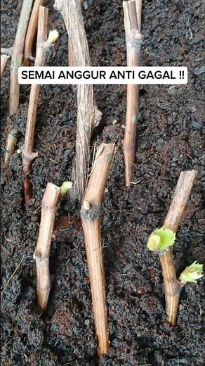 Propagate Grapes from Cuttings: The FAST-GROWING, FAIL-PROOF Method!