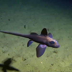 66K views · 20K reactions | #Sharks sense movement through a jelly-like substance in pores on their noses, as does this deep-sea chimaera—they shared an ancestor, some 400 million years ago, but evolved in very different ways. Being able to "see" without eyes must come in handy when you live in the Midnight Zone—the part of the ocean where many organisms may have no concept of sunlight at all. : #oceanx in #CocosIsland, #CostaRica. | OceanX | Facebook