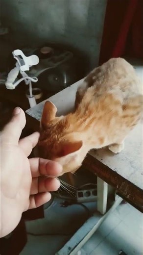 Oyen betina hamil mandor kawat, kejane kendor mangane kuat