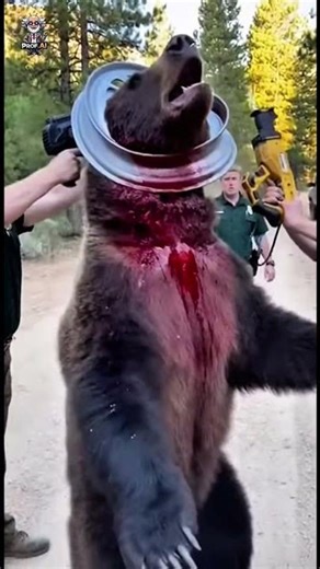 😱🐻 Bear Gets Its Head Stuck in Car Rim — Intense Rescue Mission! #WildBattle #OMGScene