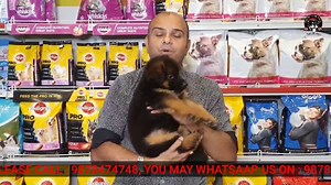 2.6K views · 140 reactions | German Shepherd vs King Shepherd Puppy...