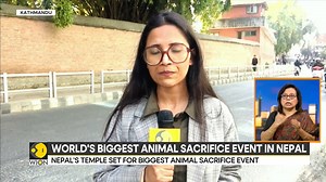 2K views · 17 reactions | World's biggest animal sacrifice event to take place in Nepal 70% of the animals meant for sacrifice are brought from India 460 buffaloes illegally brought from India, rights groups deploy activists at India-Nepal border checkpoints Rahesha Sehgal brings you this report by Saloni Murarka Watch more: https://www.wionews.com/videos | WION | Facebook