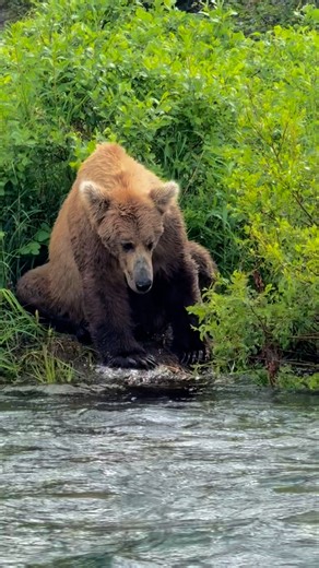 Carolyn Zirker Cheney on Instagram: "The river nearly swept the bear away! After pausing to scratch his chest, he leapt for a fish, missed, and almost didn’t make it back onto the bank. The river nearly swept the bear away! After pausing to scratch his chest, he leapt for a fish, missed, and almost didn’t make it back onto the bank. #bears #alagnakriver #fishing #Alaska #katmainationalpark #WildlifePhotography #wildlife #nature #naturephotography #naturelovers"