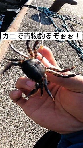 カニで青物釣りの楽しみ方