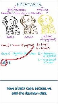 A-Level Biology: Epistasis in One Simple Real-Life Example