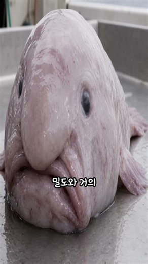 99%는 처음 보는 생물 #9 세상에서 가장 못생긴 물고기? #희귀생물 #동물쇼츠 #신기한생물 #자연의신비