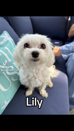 4.9K views · 371 reactions | We have lots of new followers. So meet the Pipsqueak Pack. We will post an jntro video for each pack menebr this week! #pipsqueakpack #pipsqueak #tiny #smol #fyp #disableddog #maltese #mutt #shihtzu #yorkie #blinddog #tinydogs #meetmypet #chihuahua #rescuedog #shelterdog | Pipsqueak | Facebook