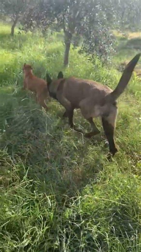#malinois #dog #animals #puppy #shortvideo #viral #motivation #live