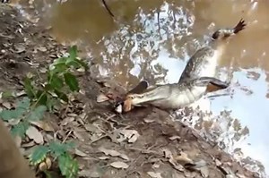 What happens when an alligator tries to eat an electric eel? (video)