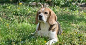 My Dog Ate Weed Killer What Should I Do? | Our Fit Pets