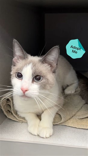 Is it yours? 🥺 Click the link in our bio to learn more about this wonderful senior cat and fill out an adoption application today! | Adopt a Pet