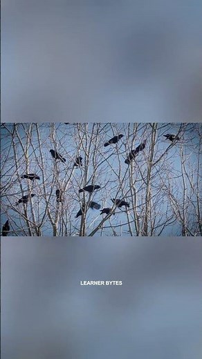 The Dark Secret Behind Their Mysterious Behavior: Crow Funerals Explained #learnerbytes