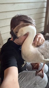 Personal Space? My Grimmace #Goose Disagrees. 🪿😮 | MrGeese