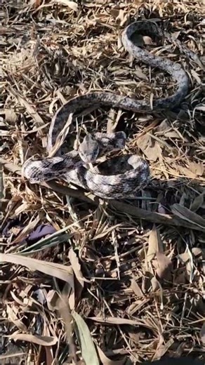 Looking for a 20 foot python!😱 #reptiles#snake#wildlife#animals#python#florida#alligator#shorts#cute