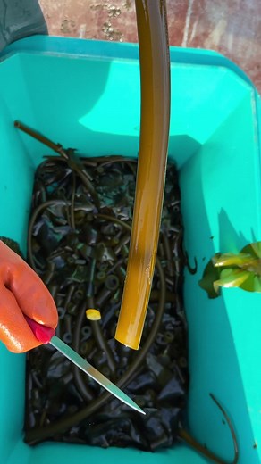 Bullwhip kelp, also known as “mermaids bladder,” or Nereocystis luetkeana, consists of a hollow tube-like stipe. The buoyant tube floats to the surface to harvest sunlight ☀️. The gas inside the bulb is carbon monoxide (Snorkelers: don’t be drinkin’ this gas 🤿). Bull kelp grows like an annual plant - mostly dying back each winter and regrowing to full size (up to 100 ft in length!) in a single season. It grows along the west coast of North America, stretching from Alaska down to Northern Califo