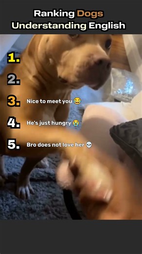 Ranking Dogs Understanding English