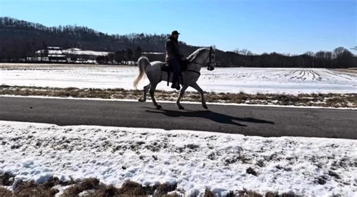 🔶 𝑺𝑼𝑳𝑳𝑬𝑵𝑩𝑬𝑹𝑮𝑬𝑹 🔶 15HH REGISTERED TENNESSEE WALKING HORSE GELDING 𝘛𝘳𝘢𝘪𝘭 𝘛𝘳𝘢𝘧𝘧𝘪𝘤 𝘚𝘢𝘧𝘦 𝘚𝘮𝘰𝘰𝘵𝘩 𝘎𝘢𝘪𝘵 𝘙𝘦𝘨𝘪𝘴𝘵𝘦𝘳𝘦𝘥 𝘚𝘵𝘢𝘯𝘥𝘴 𝘵𝘰 𝘔𝘰𝘶𝘯𝘵 𝘓𝘰𝘢𝘥𝘴 & 𝘏𝘢𝘶𝘭𝘴 𝘘𝘶𝘪𝘦𝘵 🔹𝘛𝘰 𝘷𝘪𝘦𝘸 𝘩𝘦𝘢𝘭𝘵𝘩 𝘥𝘰𝘤𝘴, 𝘴𝘦𝘦 𝘤𝘰𝘯𝘴𝘪𝘨𝘯𝘰𝘳’𝘴 𝘪𝘯𝘧𝘰, 𝘩𝘰𝘸 𝘵𝘰 𝘴𝘤𝘩𝘦𝘥𝘶𝘭𝘦 𝘢 𝘮𝘦𝘦𝘵𝘪𝘯𝘨 𝘵𝘰 𝘵𝘳𝘺 𝘩𝘪𝘮 𝘰𝘶𝘵, 𝘷𝘪𝘴𝘪𝘵 𝘰𝘶𝘳 𝘴𝘪𝘵𝘦… https://classichorseauction.com/auctions/tennessee-walking-horse-gelding-for-sale-sullenberger/ 🎥h