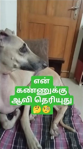 Can Dogs See Ghosts?