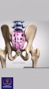 Vertebrae Anatomy #reels #medicalvideos #medicalanimation | Medical Animation Media