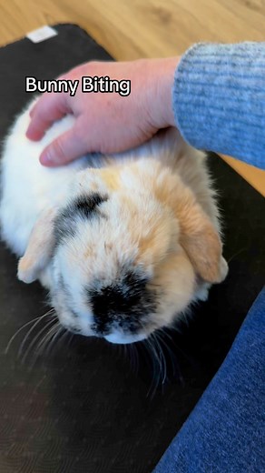 When Picasso gets cuddly and starts to nibble, I yelp to let him know I don’t like it. Because we have a bond, he doesn’t want to make me uncomfortable—like a friend who cares—so he stops. If a bunny bites out of fear or aggression, it’s because they’ve decided you’re a predator. Reacting with anger, aggression, or force only confirms their fear, reinforcing the belief that they need to defend themselves even more. Instead, a loud yelp startles them, creating a pause that interrupts the behavior