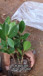 513K views · 6.3K reactions | How to rooting tree in #shortvideo | Grafting Examples | Facebook