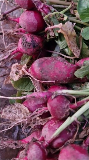 day of the life in the October 2025 .#dayinmylife