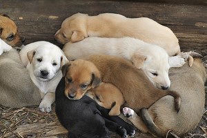 Can A Lab Have Different Colored Puppies? - Cuteness