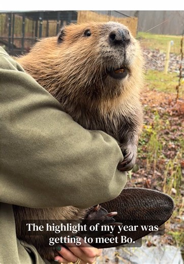 Meeting Bo and her mom was one of the highlights of my year. Thankful for incredible people like Alexis who sacrifice so much to run a wildlife rehab in addition to caring for Bo to help educate people about beavers. @Wild For Life Inc. #bothebeaver #beaverbeliever #wildforlife