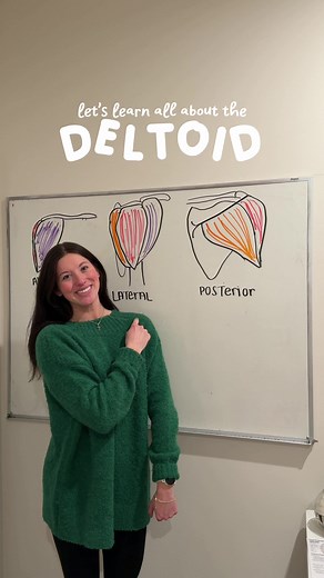 Understanding the Deltoid Muscle in Anatomy