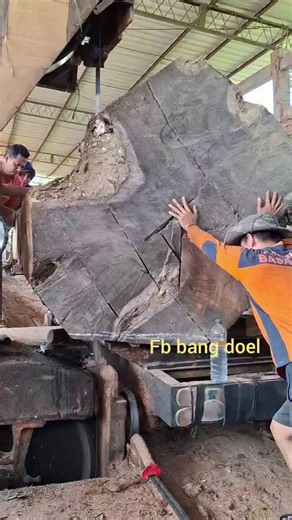 Big Pin Oak Sawn at the Sawmill — Full Milling Process