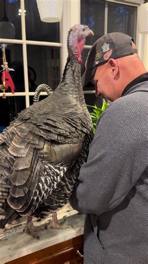 I’m so mad at you #mad #fighting #sassy #turkeysoftiktok #dad | i'm mad at you let's fight
